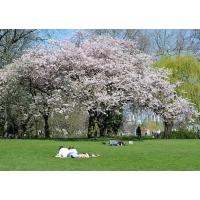 1290_2618 Sonnenbaden unter Kirschblüten in Hamburg. | 